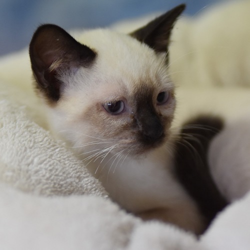 BISOU