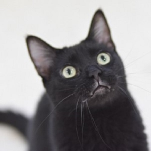 Black Cat