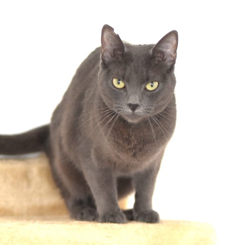 CATINESA