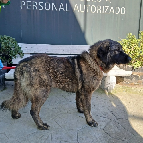 Kaki