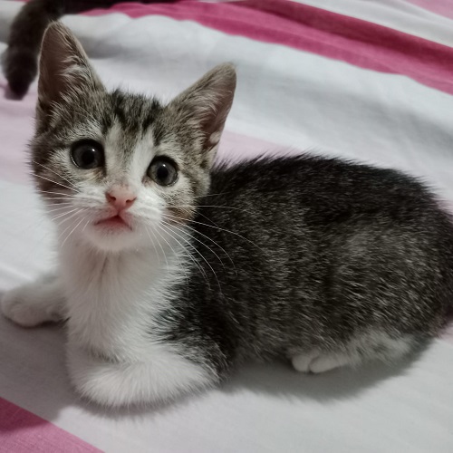 Moquito