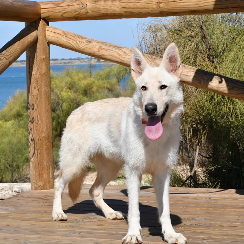 Palmira