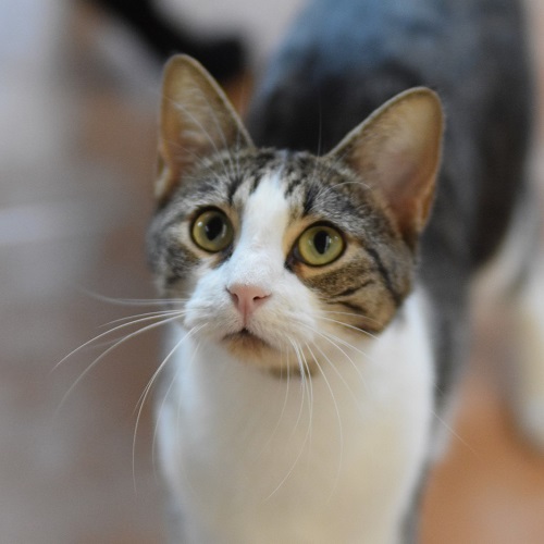Suki