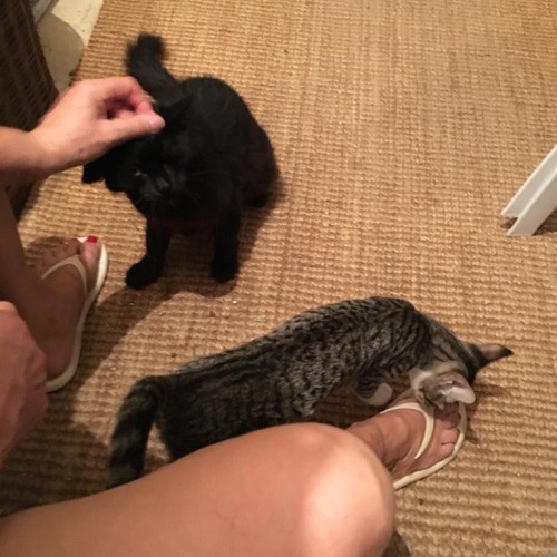 ¡Adriana y Vinagrillo adoptados!