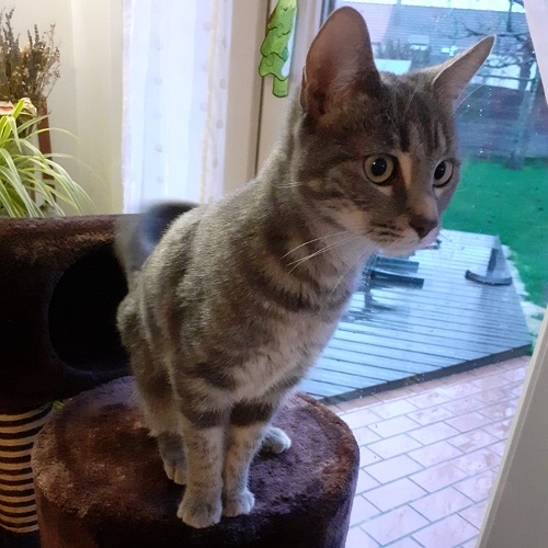 ¡Arami adoptado!