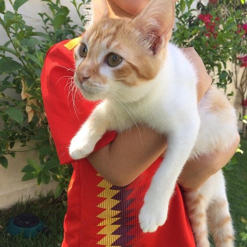 ¡Birma adoptada!