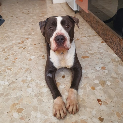 ¡Bomboncito adoptado!