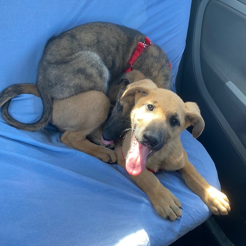 ¡Cachito y Papachito adoptados!