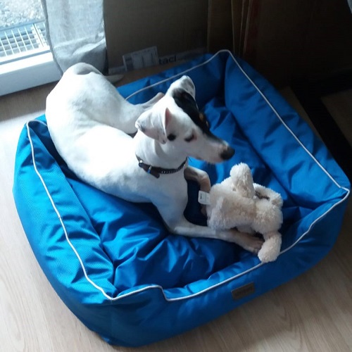¡Caimán en adopción!