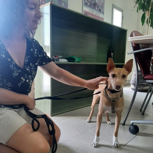 ¡Cascabelito adoptado!