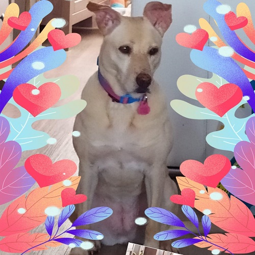 ¡Casera adoptada!