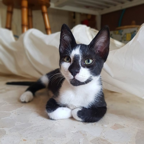 ¡Charley adoptado!