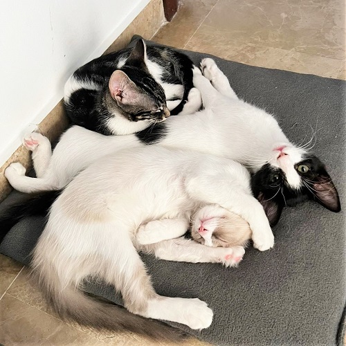 ¡Cissy, Sapor y Odilia adoptados!