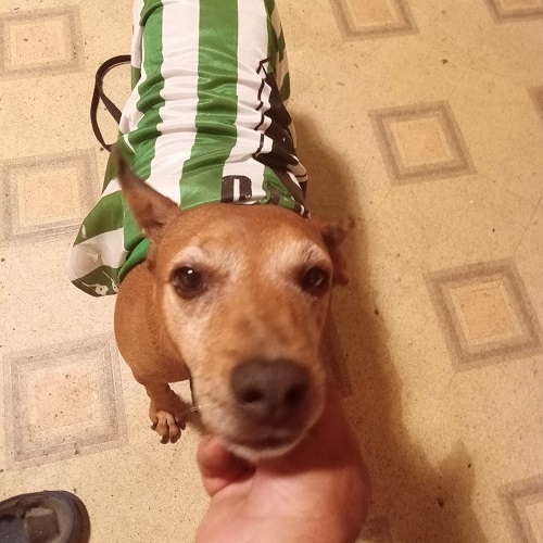 ¡Daurd adoptado!