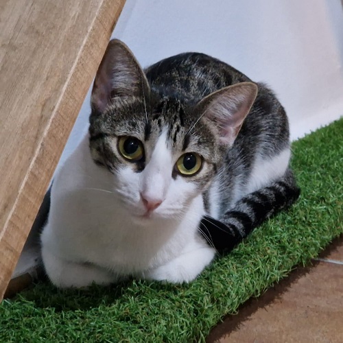 ¡Dogan y Poggi adoptados!