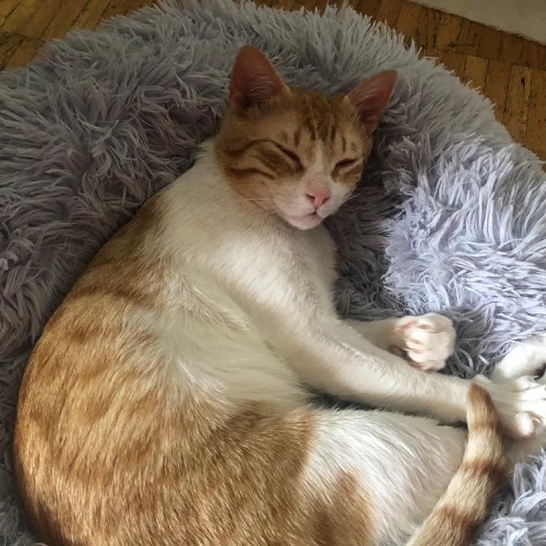 ¡Durango adoptado!