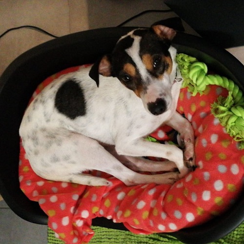 ¡Fanta adoptada!