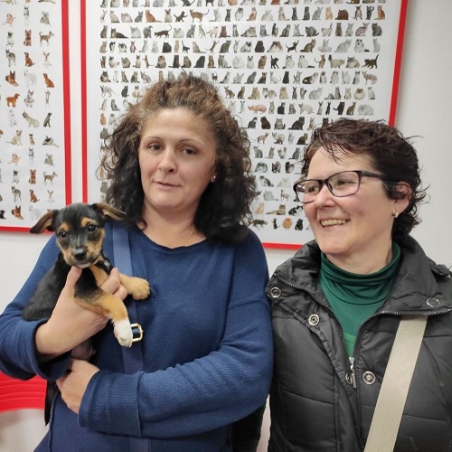 ¡Gorila adoptado!