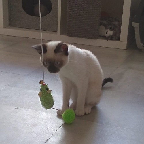 ¡Hache adoptada!