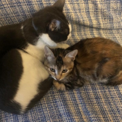 ¡Hormiga adoptada!