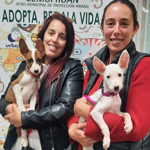 ¡Igneo y Yandel adoptados!