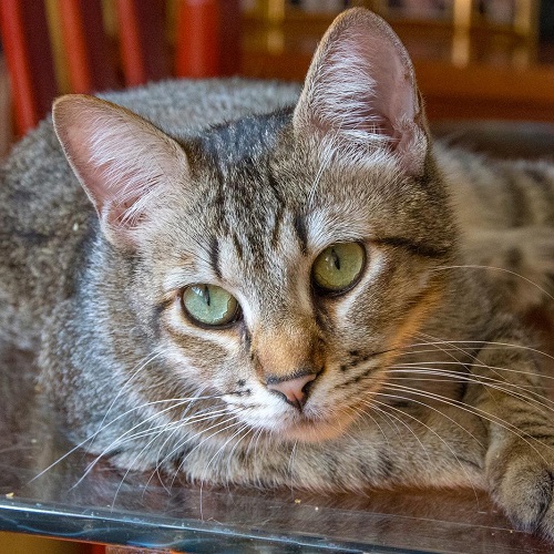 ¡Jillian adoptado!