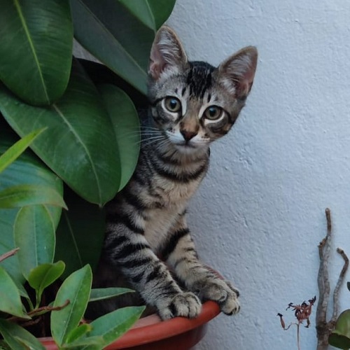 ¡Levinson adoptado!