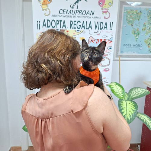 ¡Lirien adoptada!
