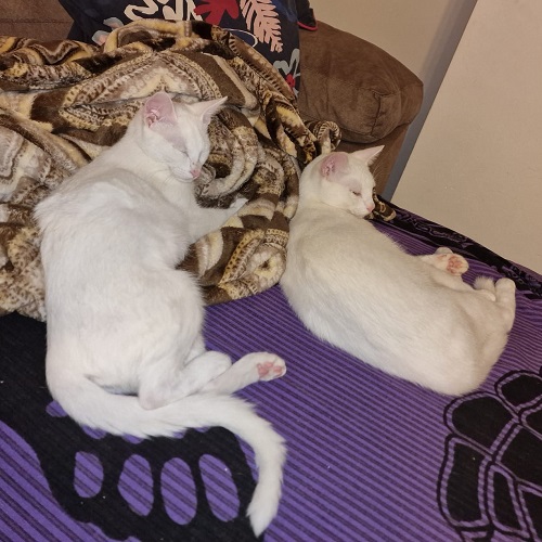 ¡Luar y Zinerva adoptadas!