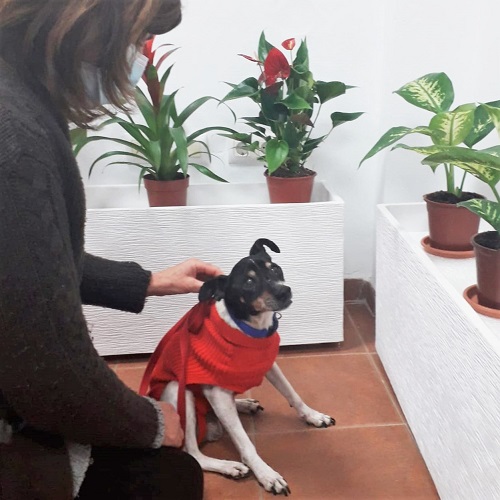 ¡Lucky Boy adoptado!