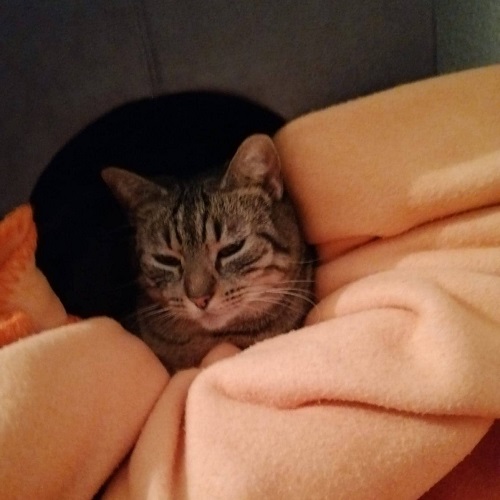 ¡Luny adoptada!
