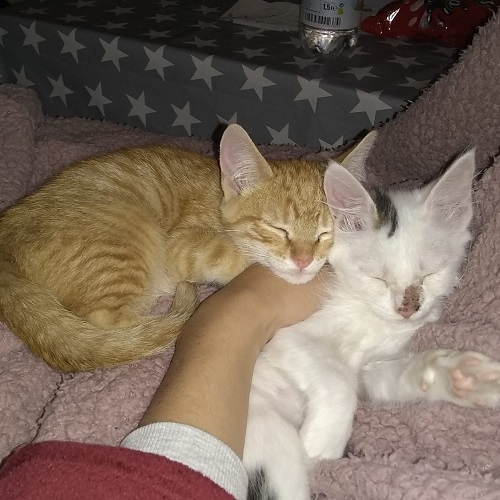 ¡Mendi y Berma adoptados!