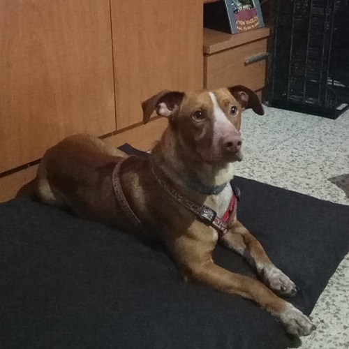 ¡Monet adoptado!