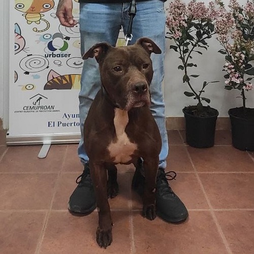 ¡Nabiru adoptado!