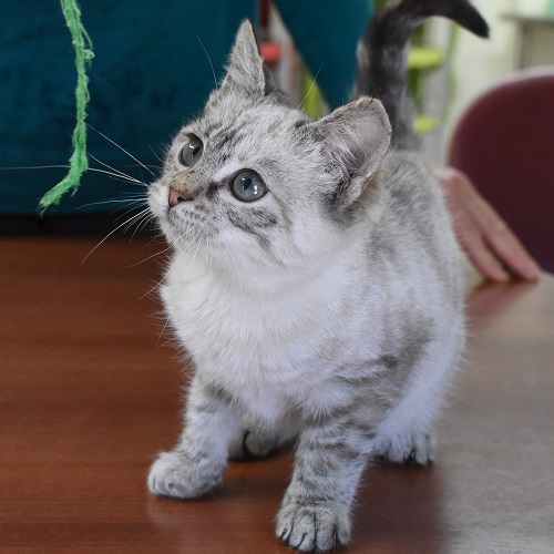 ¡Nala adoptada!
