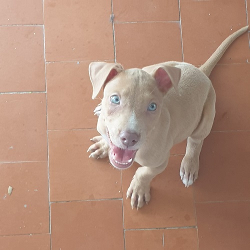 ¡Nova adoptada!