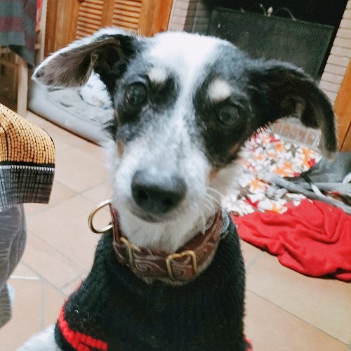 ¡Picudo adoptado!