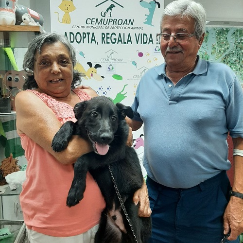 ¡Pudin adoptado!