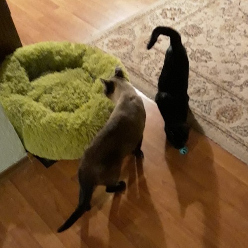 ¡Rigoberto y Kyo adoptados!
