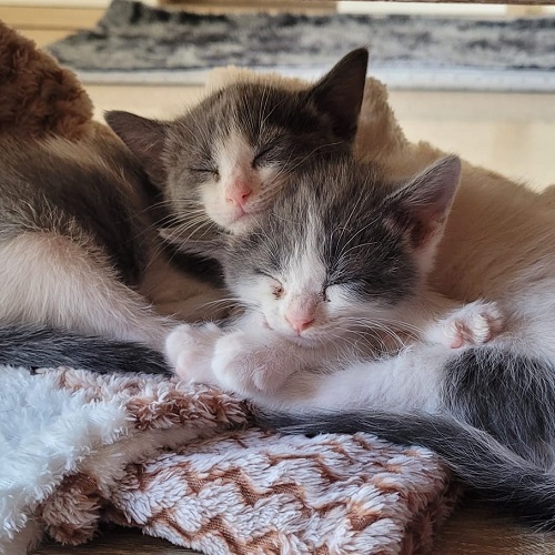 ¡Selma y Tekka adoptadas!