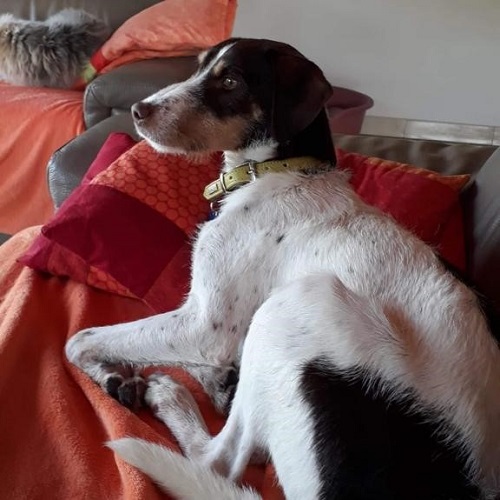 ¡Sigursi adoptado!