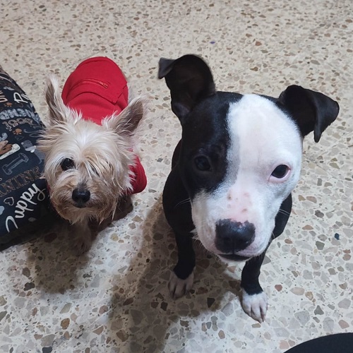 ¡Sirenita adoptada!