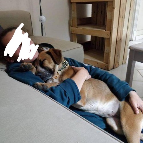 ¡Suina adoptada!