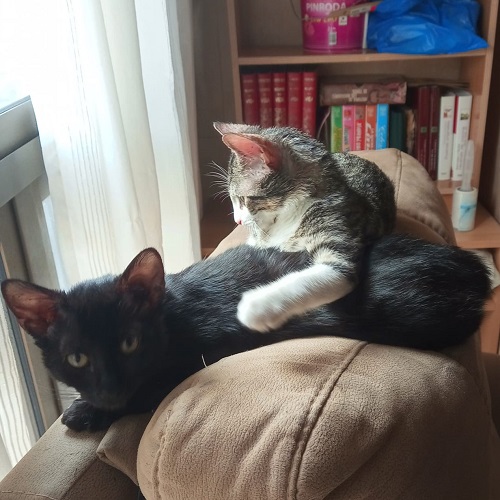 ¡Tagarnina y Tigresón adoptados!