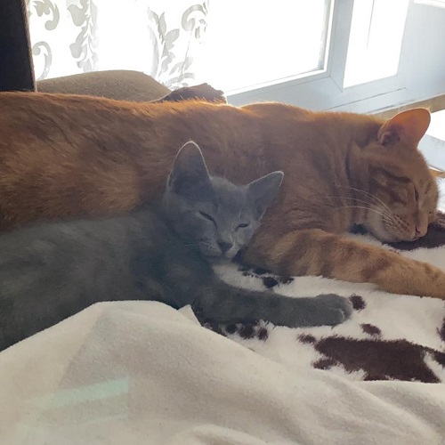¡Tormes adoptado!