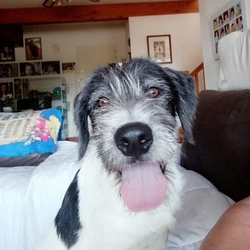 ¡Valentine adoptado!