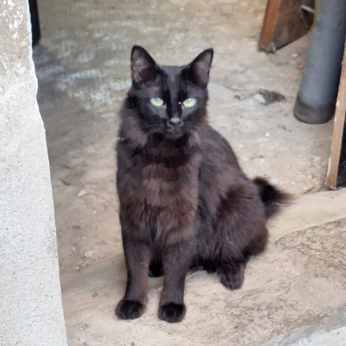¡Vinie adoptado!