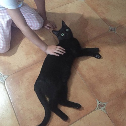 ¡Wurzel adoptado!