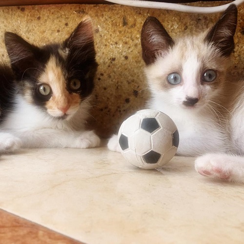 ¡Yael y Tanis adoptados!