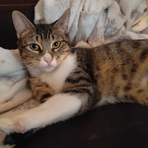 ¡Zarza8 adoptada!